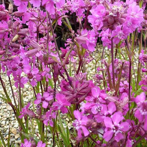 3 Lychnis viscaria Splendens Attrape-mouches - Lychnis viscaria splendens - Plantes