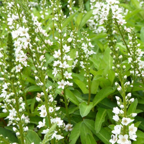 Lysimaque à épis penchés - Lysimachia barystachys - Plantes