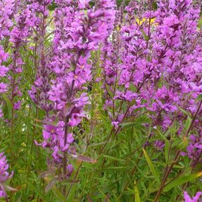 Salicaire Lady Sackville - Lythrum salicaria lady sackville - Plantes