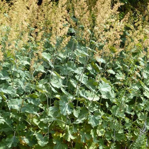 Bocconie Kelways Coral Plume - Macleaya microcarpa kelways coral plume - Plantes