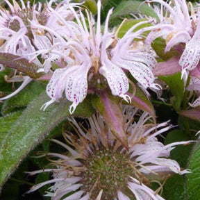 Monarde Bradburiana Maramek - Monarda bradburiana maramek - Plantes