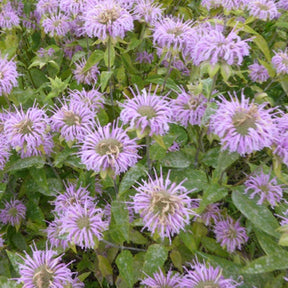 3 Monardes fistuleuse Bergamote sauvage - Monarda fistulosa - Plantes