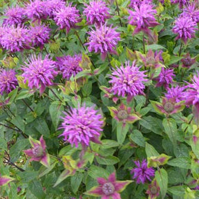 3 Monardes fistuleuse à feuille de Menthes Monardes fausse Menthes - Monarda fistulosa ssp menthifolia - Plantes