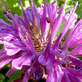 Monarde fistuleuse Tétraploïde Fausse-bergamote quadruplée - Monarda fistulosa f. tetraploid - Plantes