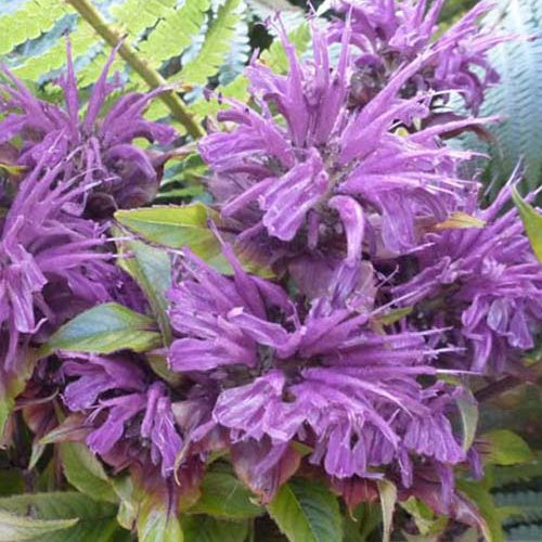 3 Monardes Blaustrumpf - Monarda blaustrumpf - Plantes