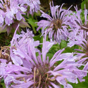 3 Monardes Elsie's Lavender - Monarda elsies lavender - Plantes