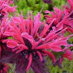 3 Monardes Feuerschopf - Monarda feuerschopf - Plantes