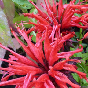 3 Monardes Jacob Cline - Monarda jacob cline - Plantes