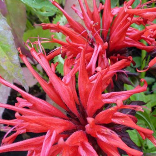 3 Monardes Jacob Cline - Monarda jacob cline - Plantes