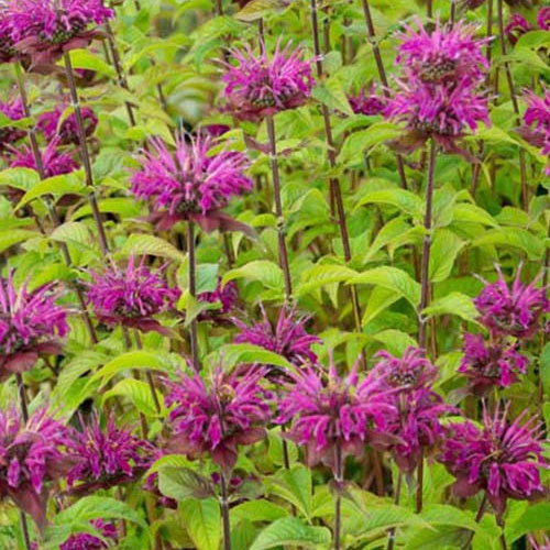 3 Monardes Lederstrumpf - Monarda lederstrumpf - Plantes