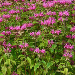 3 Monardes Melissa - Monarda melissa - Plantes