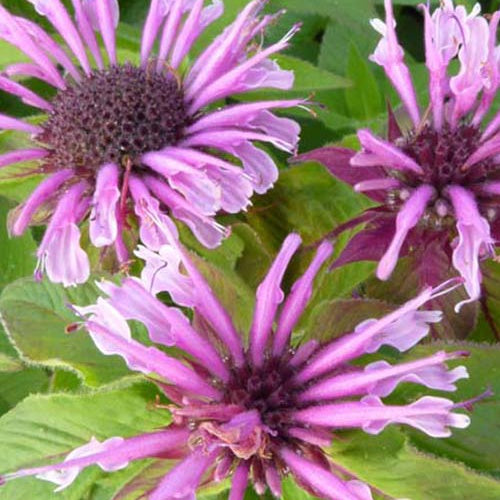 3 Monardes Mohawk - Monarda mohawk - Plantes