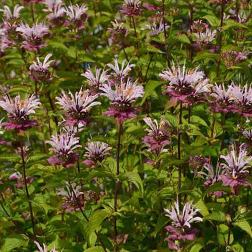 3 Monardes Ou Charm Monardes d'Oudolf - Monarda ou charm - Plantes