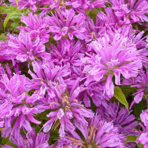 Monarde Petite Delight - Monarda acpetdel petite delight - Plantes