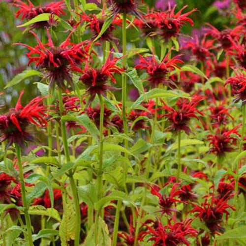 3 Monardes Squaw - Monarda squaw - Plantes