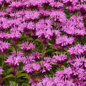 3 Monardes Twins - Monarda twins - Plantes