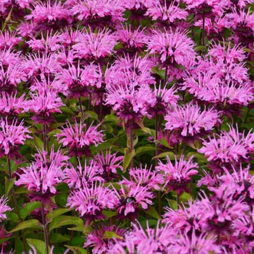 3 Monardes Twins - Monarda twins - Plantes