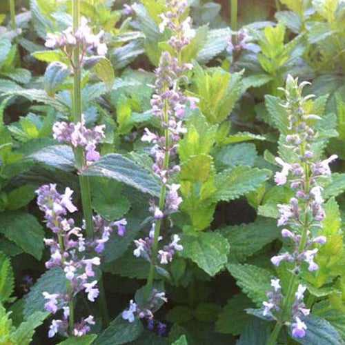 Népéta glabre Accent - Nepeta nuda accent - Plantes