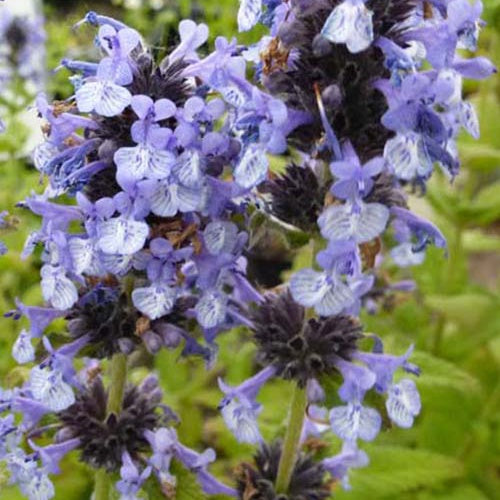 3 Chataires de l'Himalaya - Nepeta clarkei - Plantes