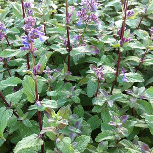 Cataire à grandes fleurs Bramdean - Nepeta grandiflora bramdean - Plantes