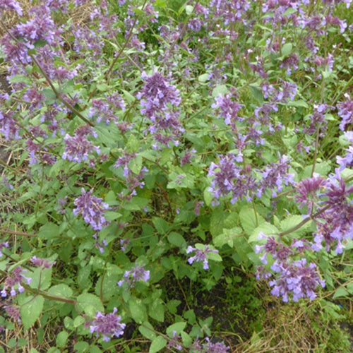 Cataire à grandes fleurs Wild Cat - Nepeta grandiflora wild cat - Plantes