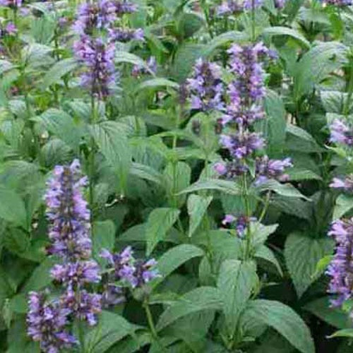 Cataire indigo - Nepeta kubanica - Plantes