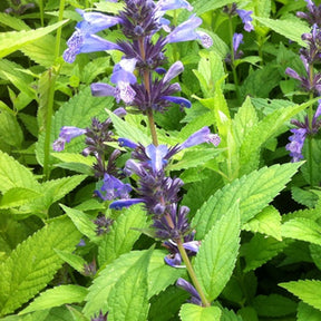 Népéta Manchu Blue Chataire Manchu Blue - Nepeta manchuriensis manchu blue - Plantes