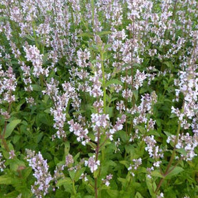 Népéta glabre Anne's Choice - Nepeta nuda annes choice - Plantes