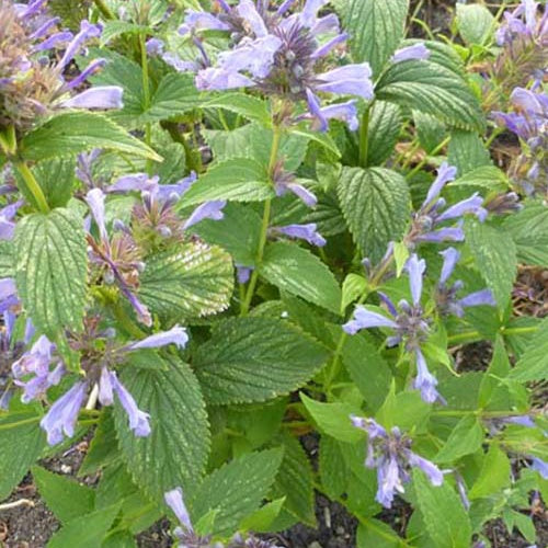 Chataire subsessile Laufen - Nepeta subsessilis laufen - Plantes