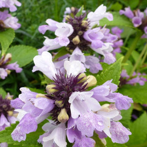 Chataire subsessile rose Sweet Dreams - Nepeta subsessilis sweet dreams - Plantes