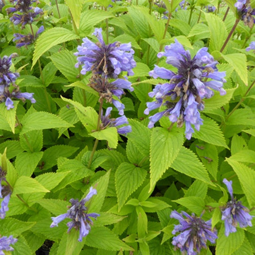 Népéta Washfield - Nepeta subsessilis washfield - Plantes