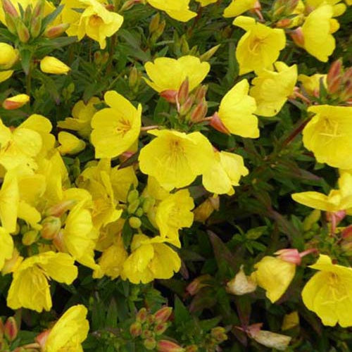 Onagre Michelle Ploeger - Oenothera fruticosa michelle ploeger - Plantes