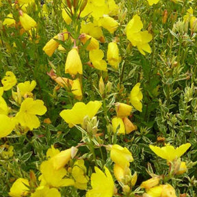 Onagre Silberblatt Onagre à feuilles argentées - Oenothera fruticosa silberblatt - Plantes