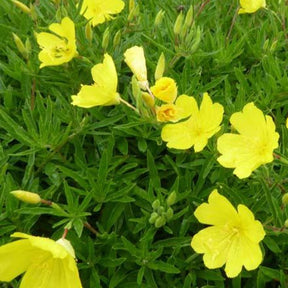 Onagre Cold Crick - Oenothera cold crick - Plantes