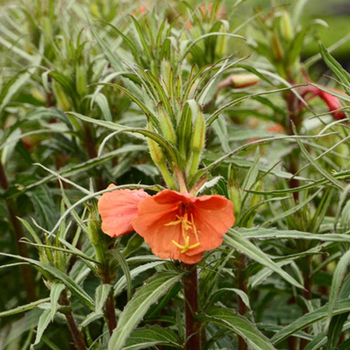 3 Oenothère Sunset Boulevard - Oenothera versicolor sunset boulevard - Plantes