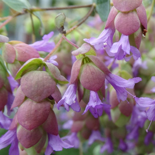 Origan Amethyst Falls - Origanum amethyst falls - Plantes