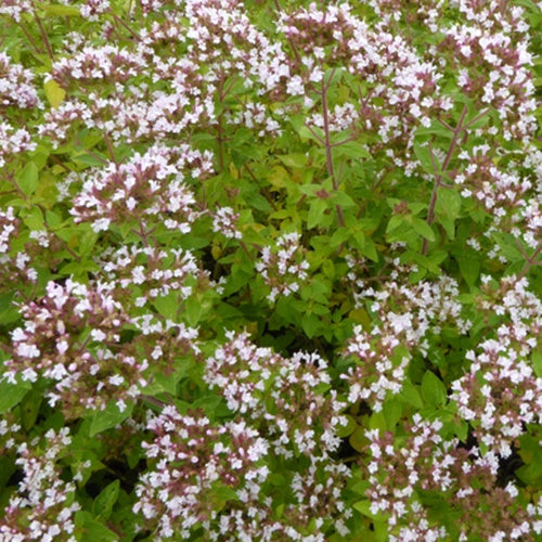 3 Origan doré - Origanum vulgare aureum - Plantes