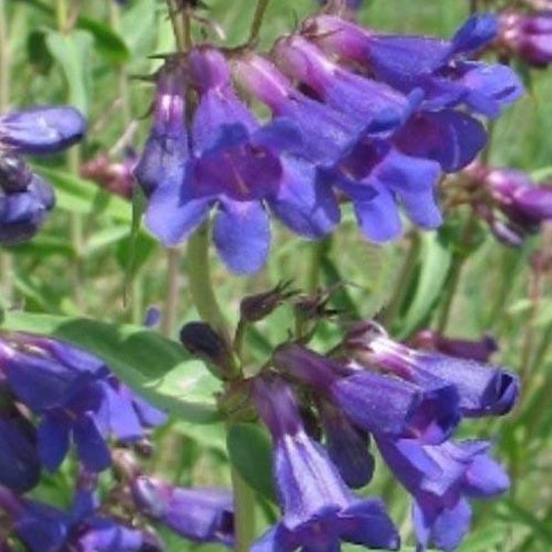 3 Penstemon mensarum Galanes - Penstemon mensarum - Plantes