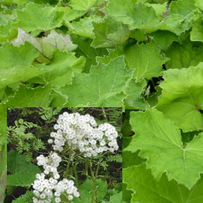 Petasites albus Pétasite blanc - Petasites albus - Plantes