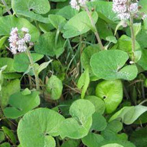 Héliotrope dhiver Pétasite odorant Petasites fragrans - Petasites pyrenaicus - Plantes