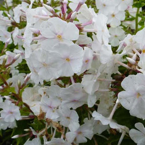 3 Phlox maculés Miss Lingard - Phlox carolina miss lingard - Plantes