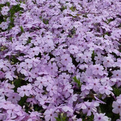 3 Phlox nains Lilac Cloud - Phlox douglasii lilac cloud - Plantes