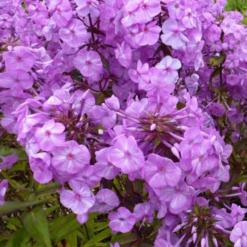 3 Phlox maculés Alpha - Phlox maculata alpha - Plantes