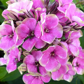 Phlox paniculé Auréole - Phlox aureole - Plantes