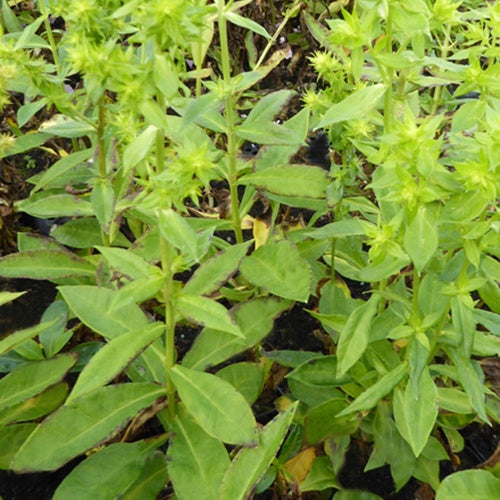 Phlox paniculé Green Lion - Phlox paniculata green lion - Plantes