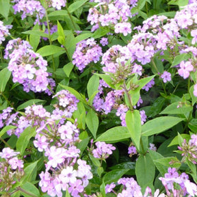 3 Phlox paniculés Hesperis - Phlox hesperis - Plantes