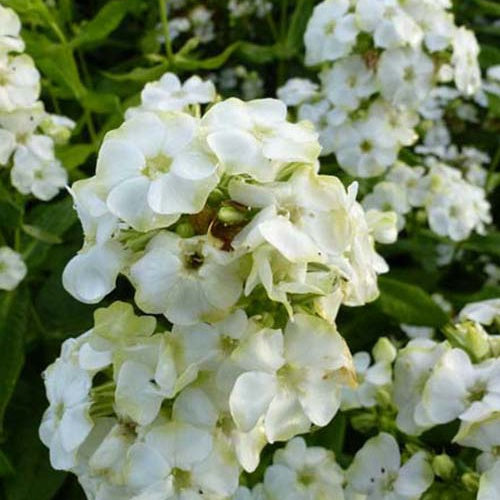 Phlox paniculé Jade Phlox paniculé - Phlox paniculata jade - Plantes