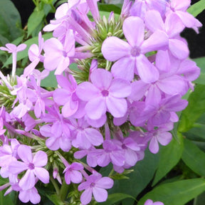 Phlox paniculé Jeana - Phlox jeana - Plantes