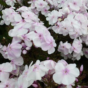 Phlox paniculé Monica Lynden Bell - Phlox monica lynden-bell - Plantes