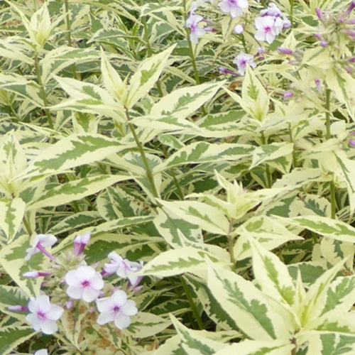 Phlox paniculé Nora Leigh - Phlox nora leigh - Plantes